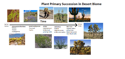 an example of mutualism in the desert biome